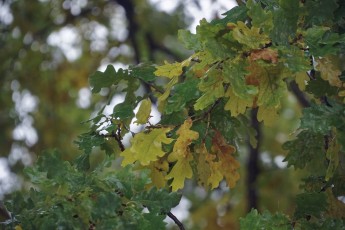Piiriveere sibula ja kala päev 2018