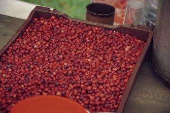 Piiriveere sibula ja kala päev 2018