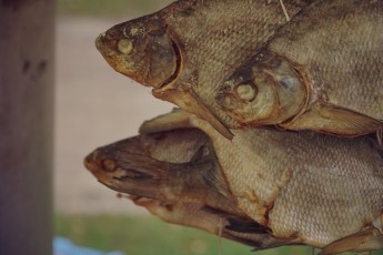 Piiriveere sibula ja kala päev 2018