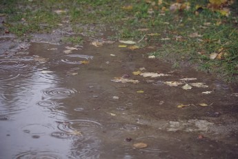 Piiriveere sibula ja kala päev 2018