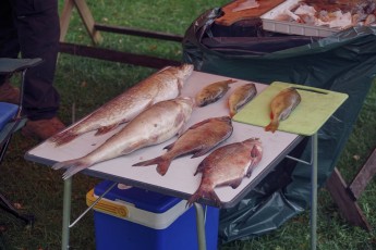 Piiriveere sibula ja kala päev 2018