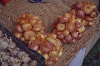 Piiriveere sibula ja kala päev 2018