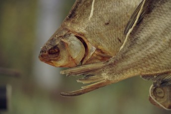 Piiriveere sibula ja kala päev 2018