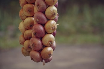 Piiriveere sibula ja kala päev 2018