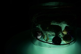 Kontsert "Jõuluingli puudutus"