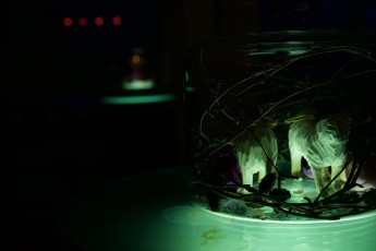 Kontsert "Jõuluingli puudutus"