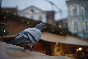 Tallinna jõuluturg 2018/2019